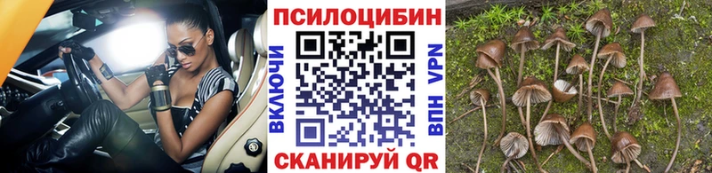Купить  Нестеровская  Псилоцибиновые грибы Magic Shrooms 